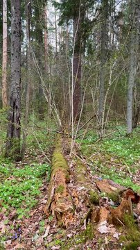 Walk in a real wild forest in spring. The clear water of the spring flows by the rock. Fir trees and moss grow on the red sandy rock. National prk of Latvia. Cesis, Zagarkalns. 