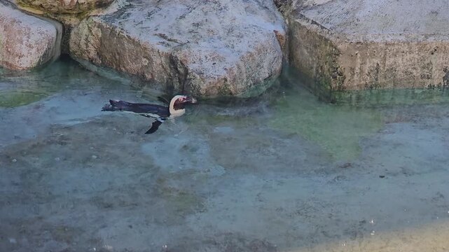 Close up of a Humboldt or jackass penguin swimming around a pond on a sunny day 