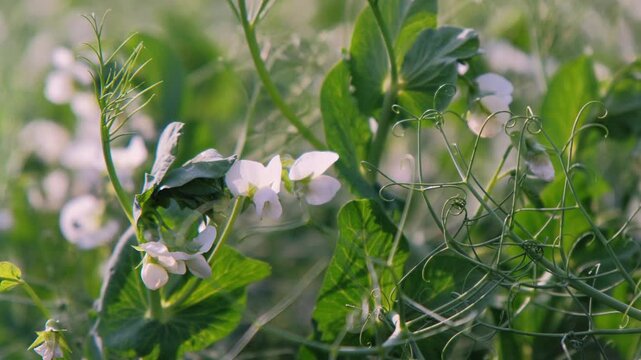 Verdant peas in bloom, Tranquil agricultural landscape featuring flourishing pea plants and vibrant natural surroundings