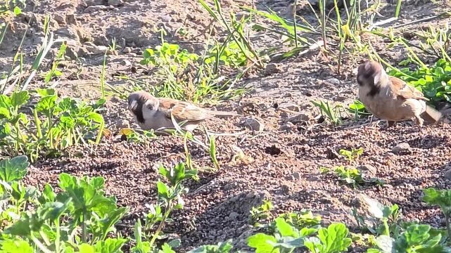 A Group of Tree Sparrows Foraging on Rapeseed Residue in a Garden at Sunset
#029