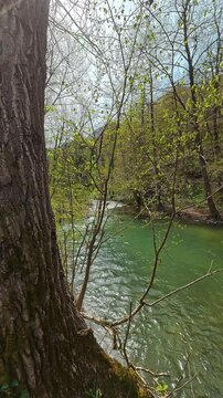 Tree bark shows rugged texture beside clear river. Mount Ozren area, (Balkans, Serbia) Vertical