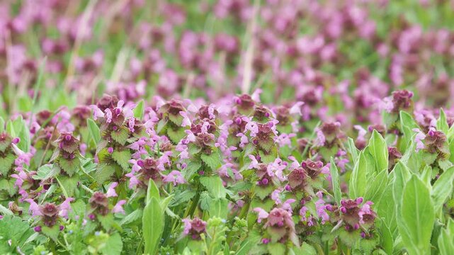 Field of pink flowers of purple deadnettle plant in spring, Lamium purpureum