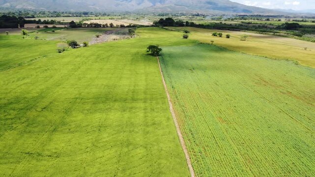 Farmland with dirt path and crop rows, Campo Alegre Colombia