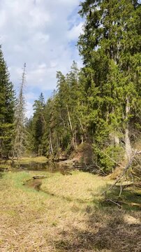 Walk in a real wild forest in spring. The clear water of the spring flows by the rock. Fir trees and moss grow on the red sandy rock. National prk of Latvia. Cesis, Zagarkalns. 