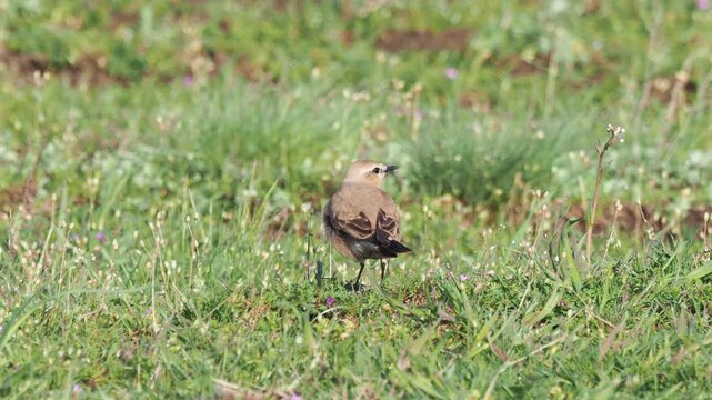 Isabelline wheatear (Oenanthe isabellina) singing and calling in spring steppe meadow