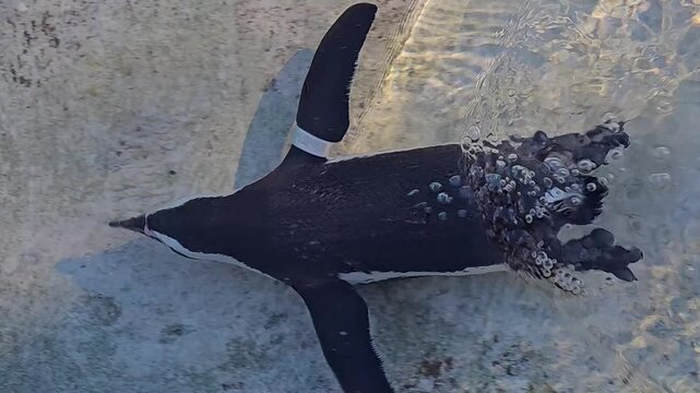 Close up of a Humboldt or jackass penguin swimming around a pond on a sunny day 