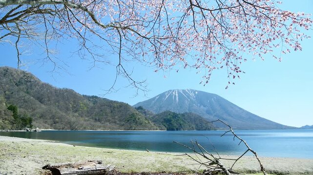 栃木県日光市　千手ヶ浜から見る満開の山桜と男体山と中禅寺湖