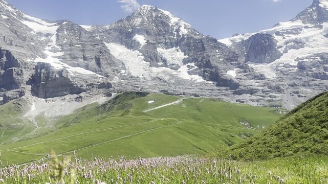 Pink alpine flowers swaying in the wind on a mountain meadow with Eiger, Jungfrau and Monch peaks in the background, Kleine Scheidegg near Grindelwald, Switzerland.