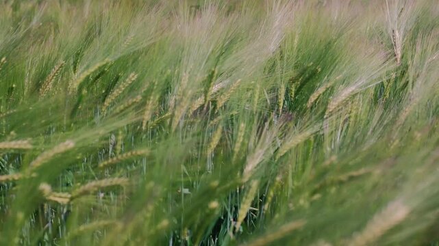 Impressionistic landscape captures harvest excitement, Autumn winds animate fields of ripening barley with energy