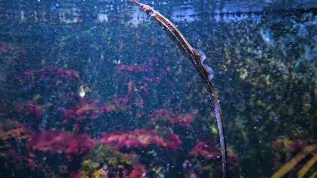 Close up of trumpet fish swimming around the water surface beside a coral reef underwater