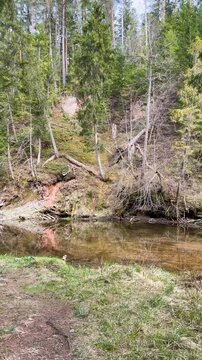 Walk in a real wild forest in spring. The clear water of the spring flows by the rock. Fir trees and moss grow on the red sandy rock. National prk of Latvia. Cesis, Zagarkalns. 