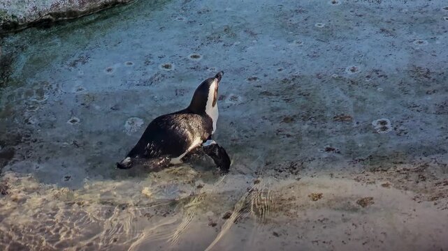 Close up of a Humboldt or jackass penguin swimming around a pond on a sunny day 