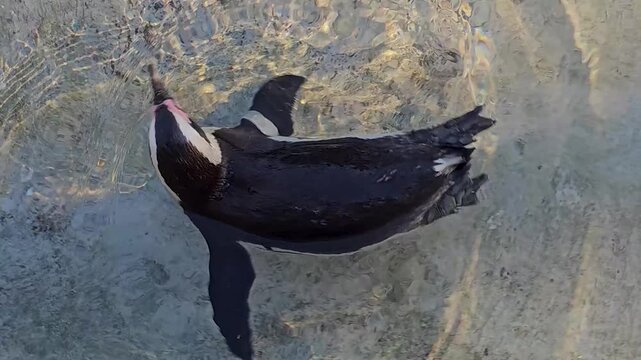 Close up of a Humboldt or jackass penguin swimming around a pond on a sunny day 
