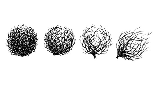 Four detailed vector illustrations of wild desert tumbleweed bushes