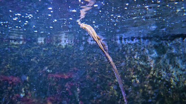 Close up of trumpet fish swimming around the water surface beside a coral reef underwater