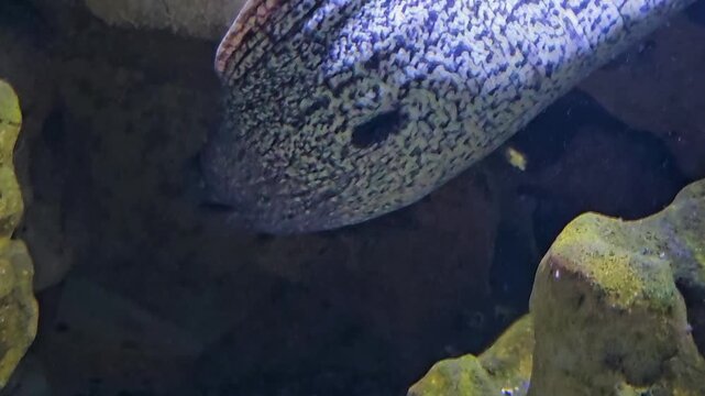 Close up head of a large white leopard eel swimming around beside a coral reef underwater