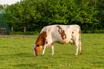 Obraz premium Brown and White Spotted Cow Grazing in a Green Meadow,Dairy Cow Grazing on a Farm Field in Summer,Healthy Livestock Grazing Outdoors on a Sunny Day