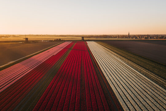 Aerial view of vibrant rows of red, pink, and white tulip fields leading towards traditional windmills under a golden sunset in Schermerhorn, North Holland, Netherlands.