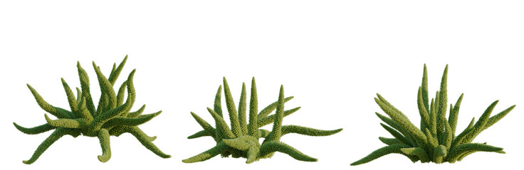 Asparagus densiflorus tree, elevation, front view, cutout, transparent background, isolate, Close-up of a striking green succulent plant with unique texture and vibrant colors. © DH Tree Stock