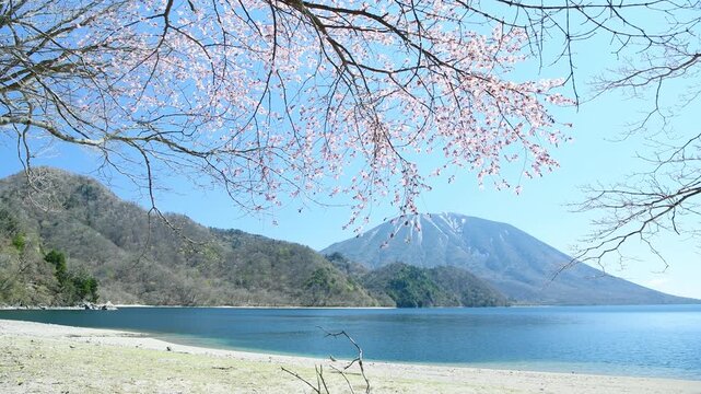 栃木県日光市　千手ヶ浜から見る満開の山桜と男体山と中禅寺湖