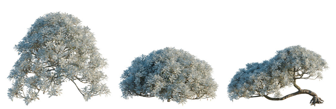 Crossostephium chinense tree, elevation, front view, cutout, transparent background, isolate, Detailed pine tree branch with snow, winter landscape, close-up, nature, seasonal beauty