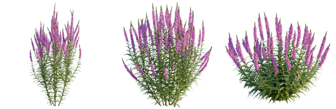 Lythrum salicaria tree, elevation, front view, cutout, transparent background, isolate, Blooming lavender branches, vibrant purple flowers, spring nature, floral pattern, botanical closeup
