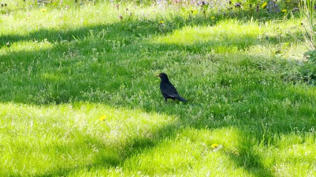 A dark blackbird walks through bright green grass beside a large tree trunk. This charming scene feels peaceful and full of life. Purple wildflowers in the background add a touch of sweet color.
