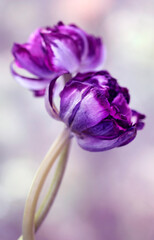  Piękne wiosenne tulipany w kolorze purpurowym, tło kwiatowe z efektem bokeh. © mycatherina
