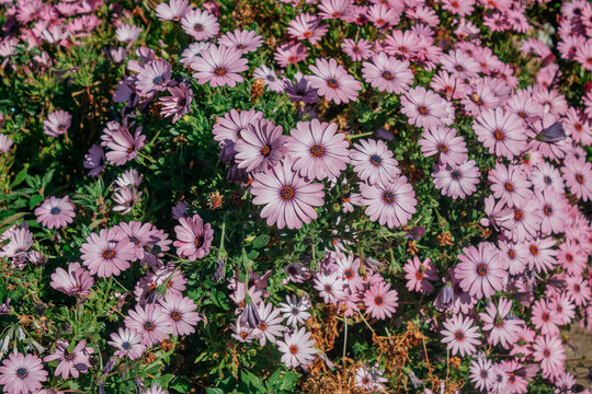 Senetti 'Lavender' daisies in bloom.
