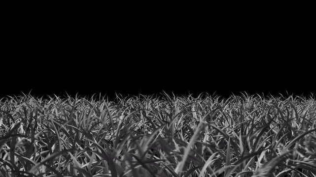 White grass isolated on alpha channal