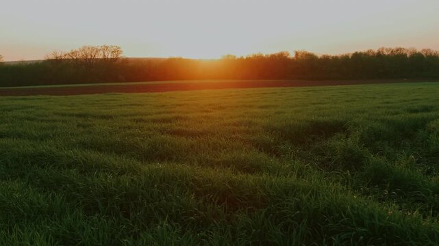 Sunrise Field With Furrowed Grass Tracks Leading Toward Glowing Horizon, Morning Dew On Blades, Tranquil