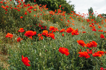 Obraz premium Bright red poppies blooming across a wild summer meadow with lush green grass and trees in the background. Nature landscape, seasonal bloom, countryside travel, and floral background concept.