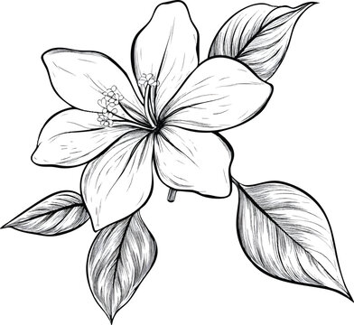 hand-drawn line art of a jasmine flower, vector illustration, simple design, on a transparent background.