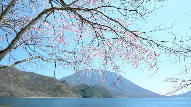栃木県日光市　千手ヶ浜から見る満開の山桜と男体山と中禅寺湖