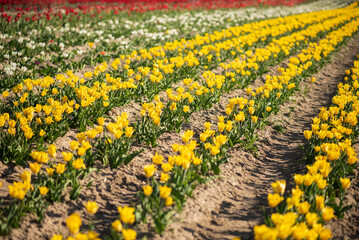 Pole tulipanów © Iwona JB