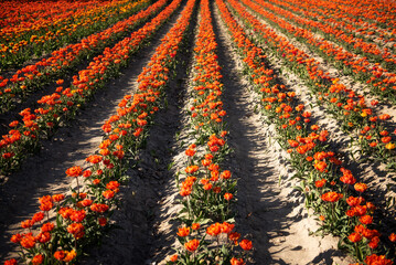Pole tulipanów 2 © Iwona JB