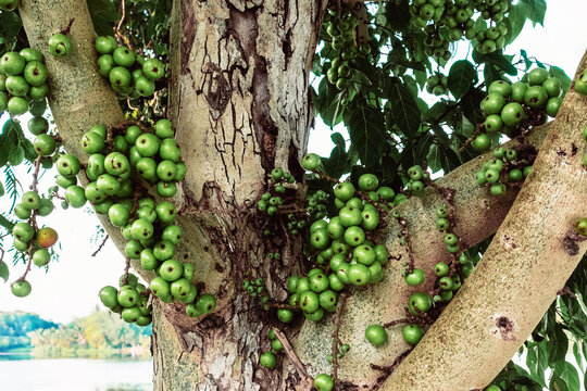 Bunches of green cluster figs or Ficus racemosa growing on tree trunk and branches. Ficus racemosa, also known as Cluster Fig or Goolar. Abundant clusters of young green figs growing from tree bark.