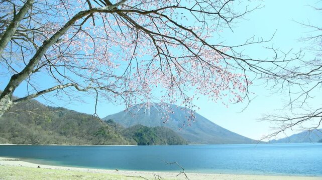 栃木県日光市　千手ヶ浜から見る満開の山桜と男体山と中禅寺湖