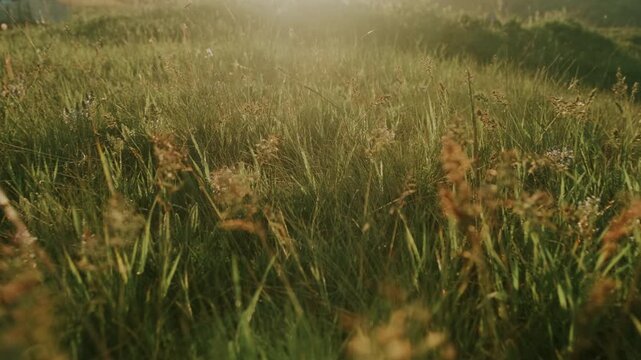 Sunlit Grass Blades With Soft Bokeh, Dewkissed Tips Glimmering In Warm Backlight, Gentle Breeze Moving