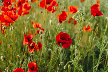 Fototapeta premium Red poppy flowers blooming in soft focus with blurred wild meadow. Floral background, seasonal nature, botanical design, and delicate spring concept.