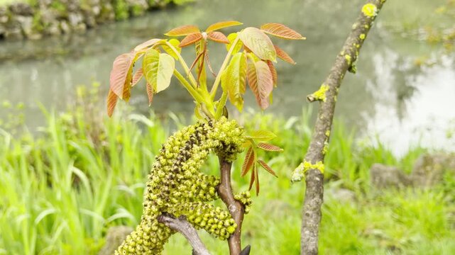 New walnut leaves and catkins grow eagerly on a branch near a peaceful stream. The bright green grass creates a hopeful and refreshing atmosphere. This quiet scene celebrates the joy of spring.