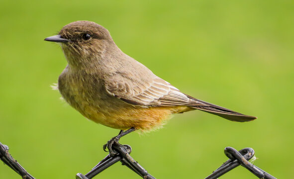 Say's Phoebe