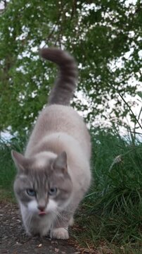 Three-Legged Cat Outdoors on a Quiet Rural Road