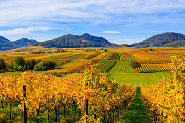 Naklejka premium Vineyards show bright yellow leaves under clear blue sky in autumn season near mountains