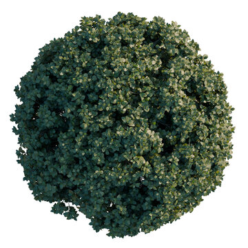 Euonymus europaeus tree plan, top view, cutout, transparent background, isolate, Detailed Close-Up of Lush Green Foliage, Ideal for Nature and Botanical Themes