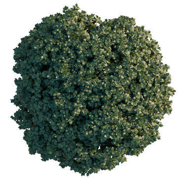 Euonymus europaeus tree plan, top view, cutout, transparent background, isolate, Dense Evergreen Shrubbery, Lush Green Foliage, Outdoor Garden, Landscaping, Nature Scene