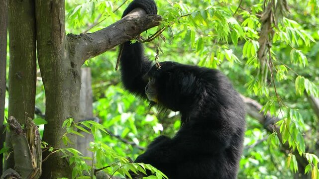 Black siamang gibbon sitting on tree branch in tropical rainforest