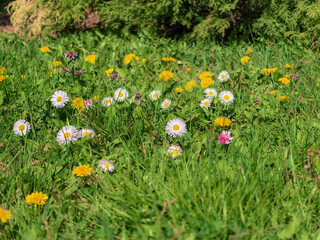 Wildflowers in Green Lawn Bellis Perennis and Taraxacum Officinale © Vertstyle