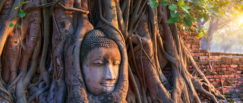 Ancient Buddha head embedded in tangled tree roots