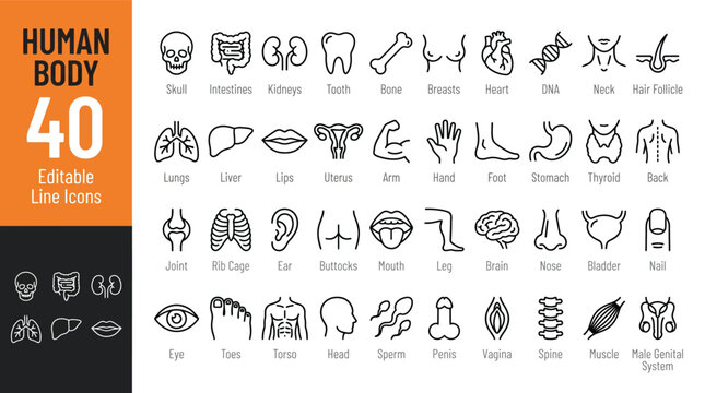 Human Body Line Editable Icons set. Vector illustration in modern thin line style of human anatomy icons: organs, body parts, skeleton parts, Pictograms and infographics for mobile. Isolated on white
